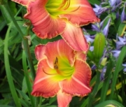 daylily seedling four