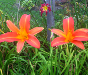 daylily seedling 75 and 74